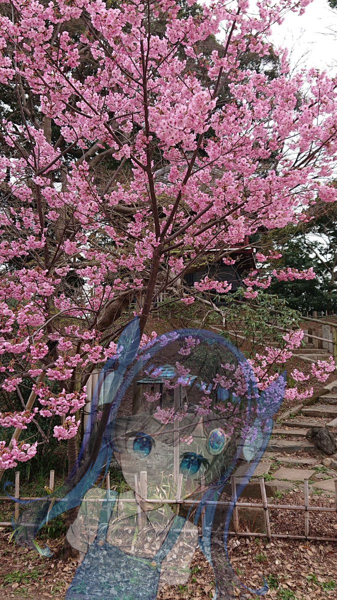 n__m__e's tweet photo. 花見に行ってきたが、どうも体が重い https://t.co/gZtXMWEbJw