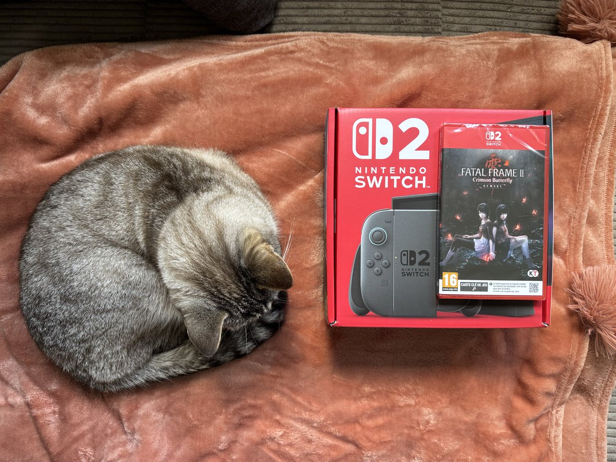 kitcat 🐾 tweet media