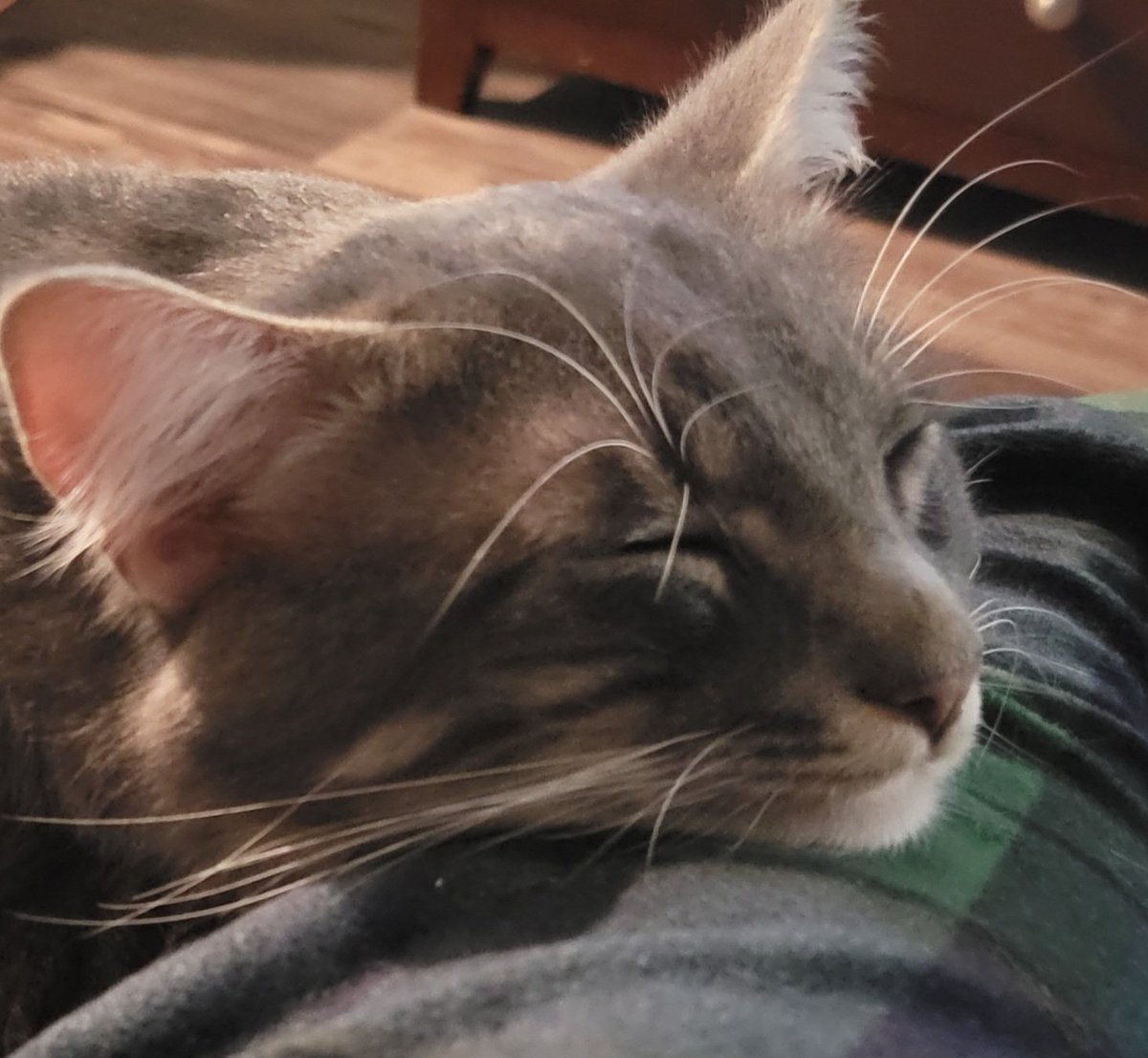 Kya, the God Empress of Mankind tweet media