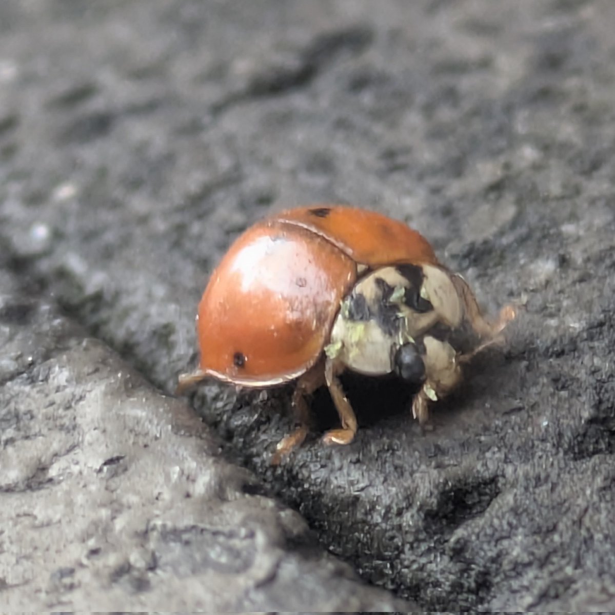 rio 🪲 bug oomf tweet media