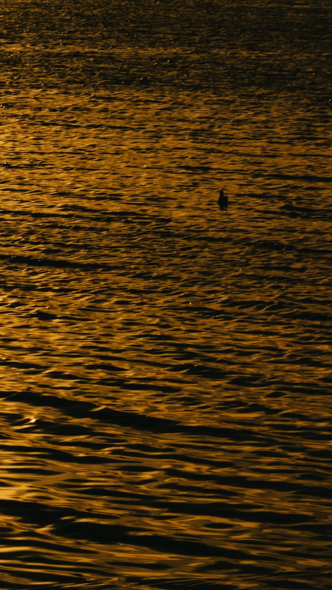 فيصل الشراري | 📸 tweet media