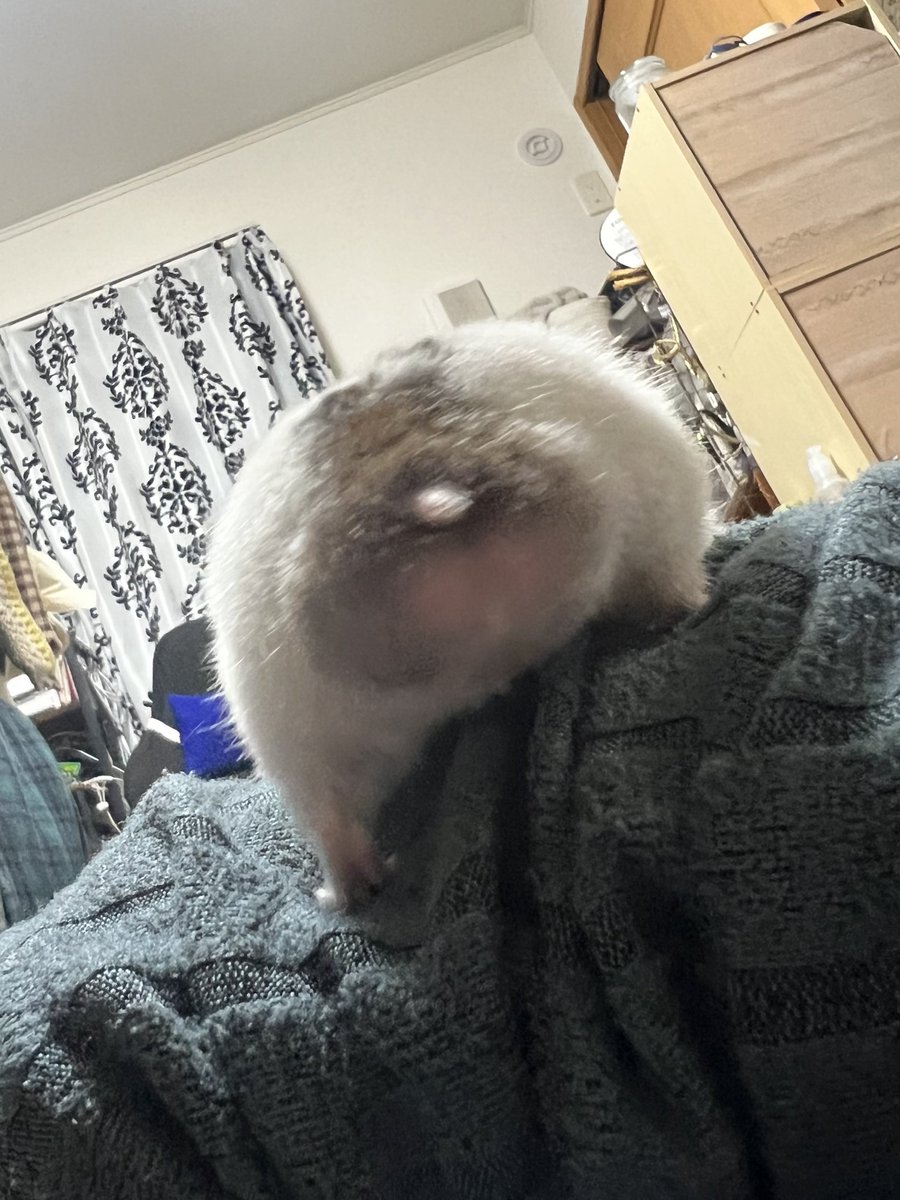 はーむ🐹イラストオーダー始めました! tweet media