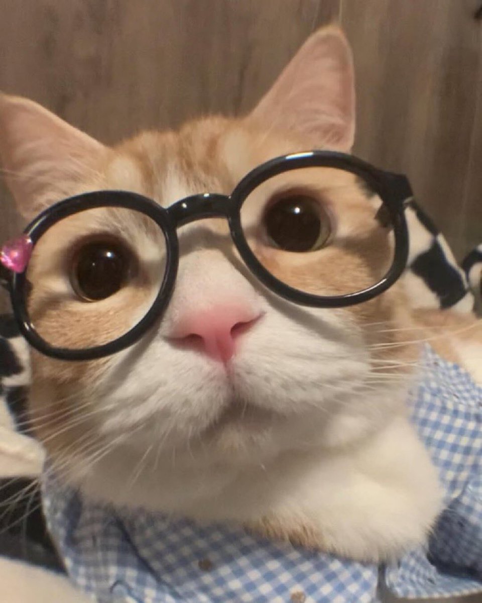 Bello •̅ •̅ tweet media