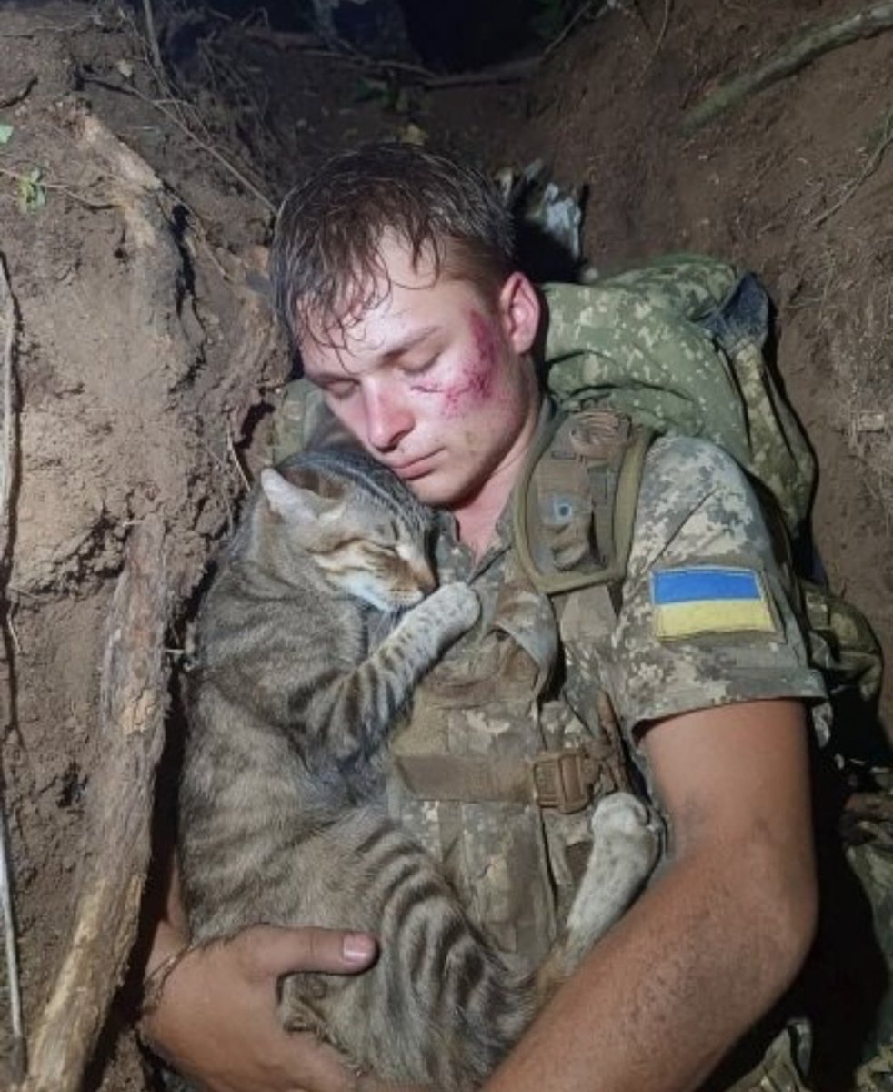 Cat Lover tweet media