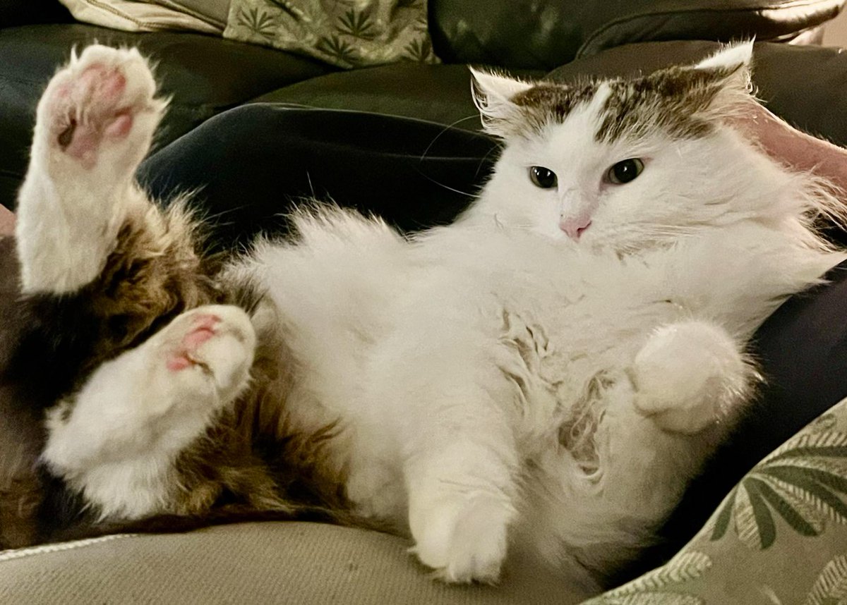 Missing Animaux 81 tweet media