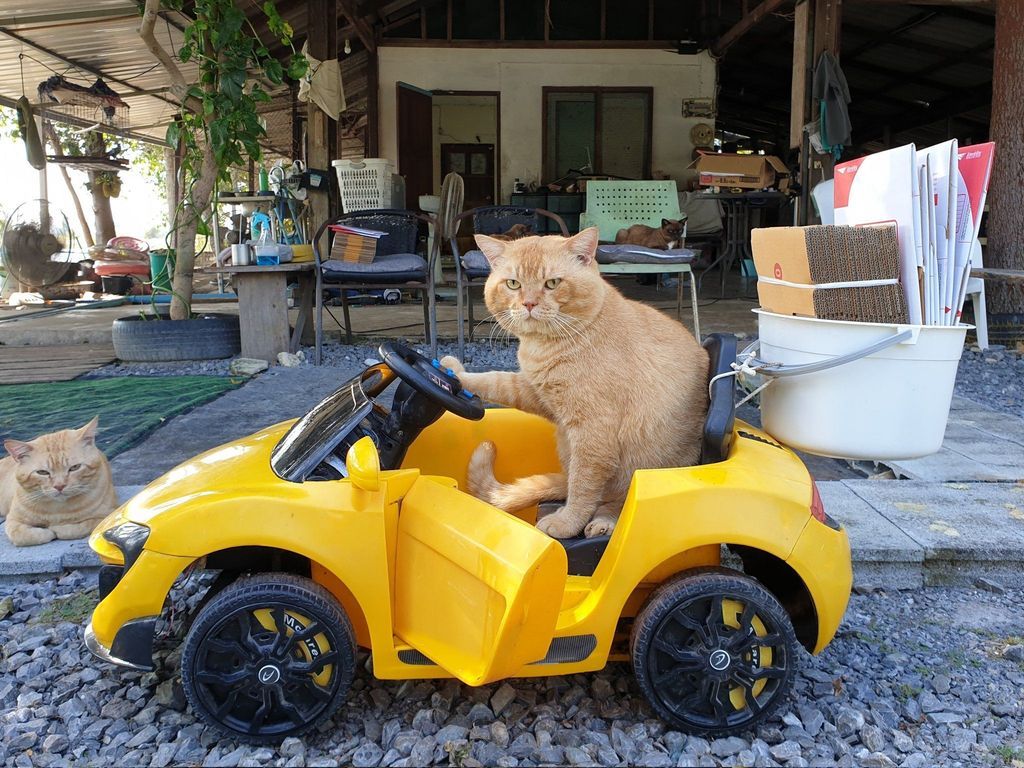 cats with jobs 🛠 tweet media