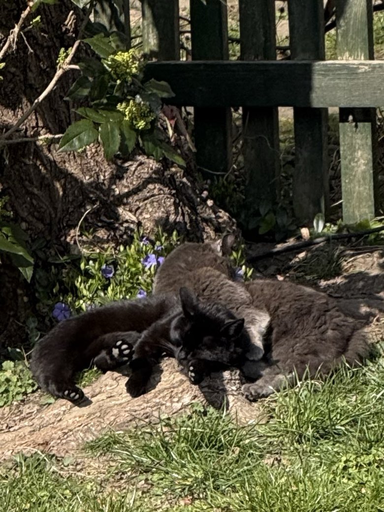Klidnou a pohodovou sobotu přeju :-) 
Pár minut nicnedělání na slunci, vám může udělat den ⭐️🤩☕️