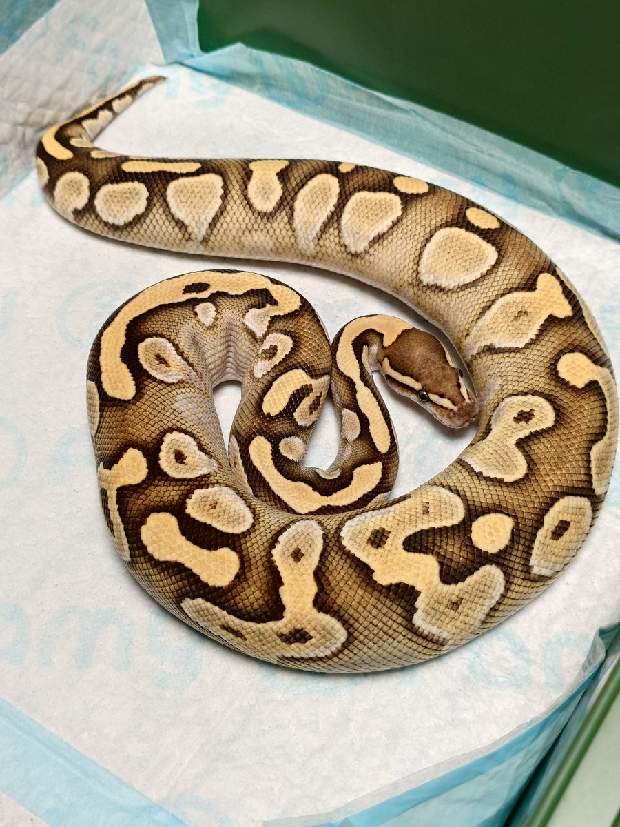 Tom@たまへびや🐍 tweet media