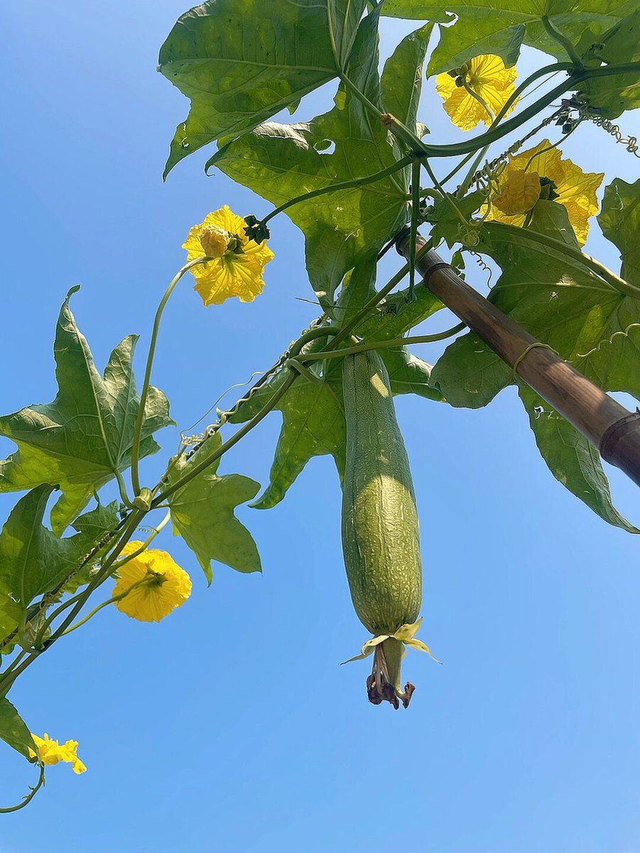 Jorge Mendoza tweet media