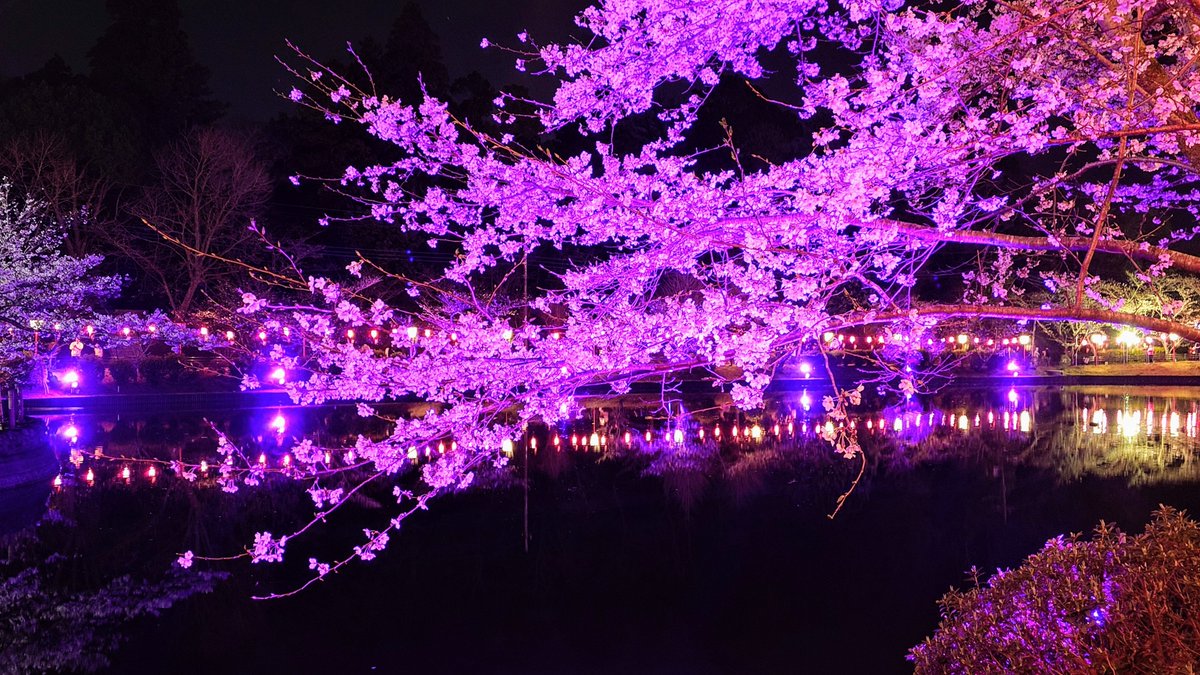 munou_social's tweet photo. 今日は仕事が終わってからお花見に行きましたまる https://t.co/UXIyG6soOn