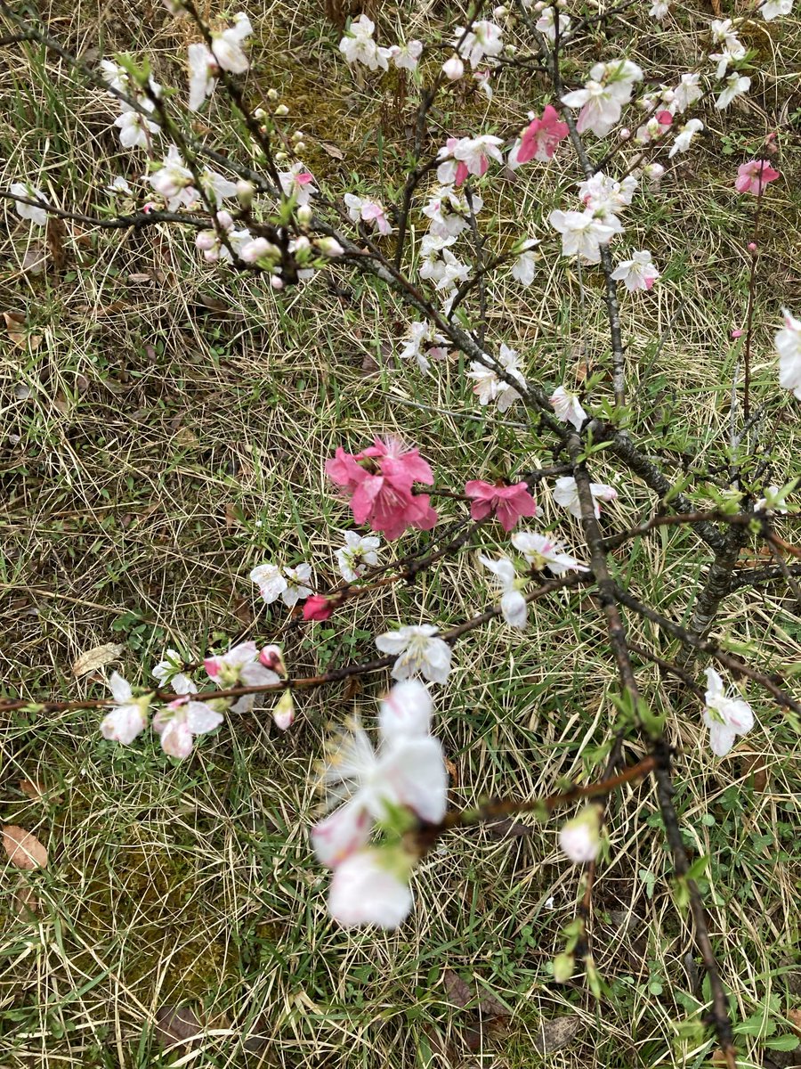 【❀日本のエルフ❀】がぉ～わらわだぞぉ～❀ホロロン姫 tweet media