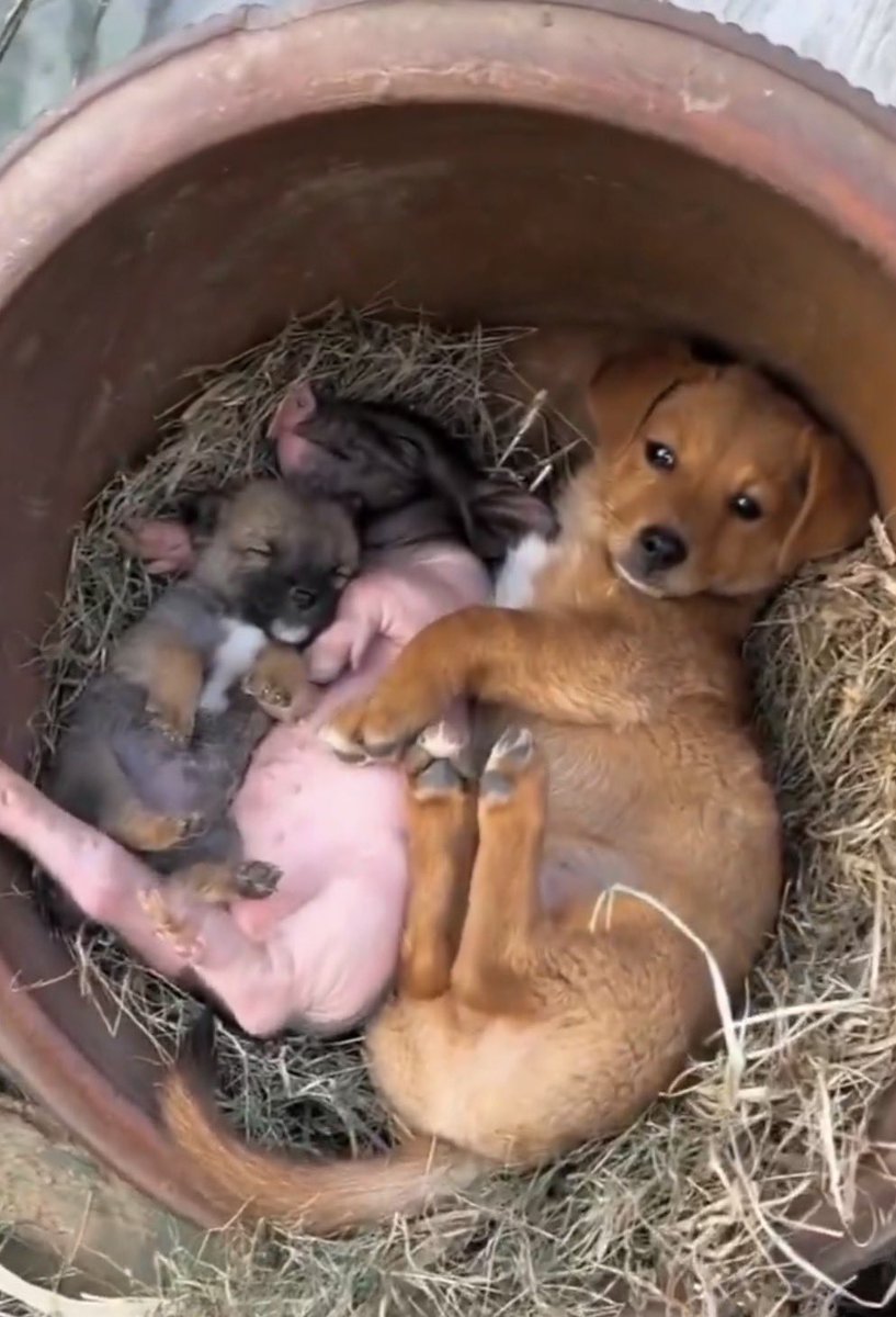 This Animal Made My Day tweet media