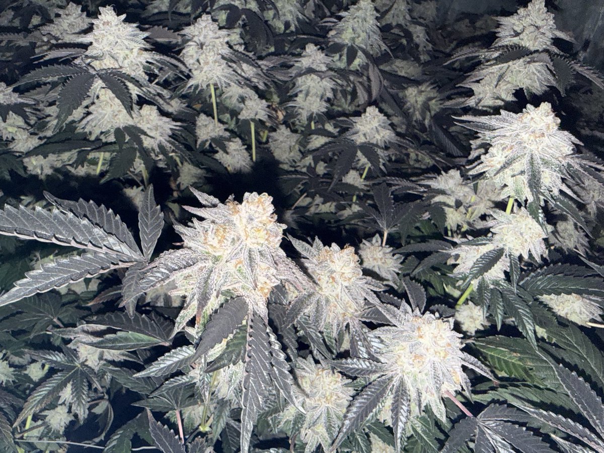 Novelty Gift Seed🌱 tweet media