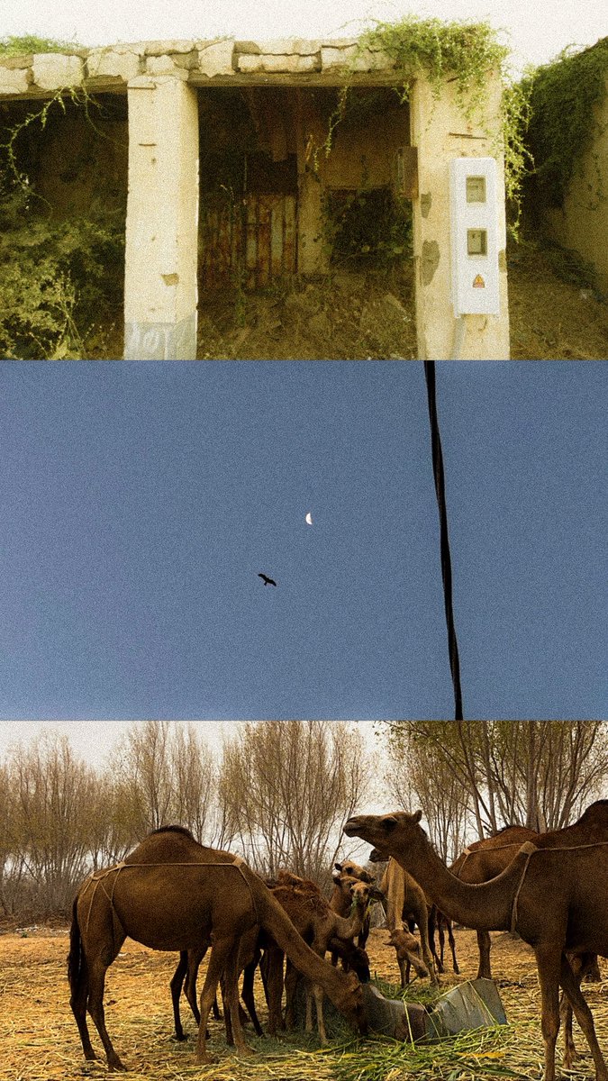 MOLT|موُلت tweet media