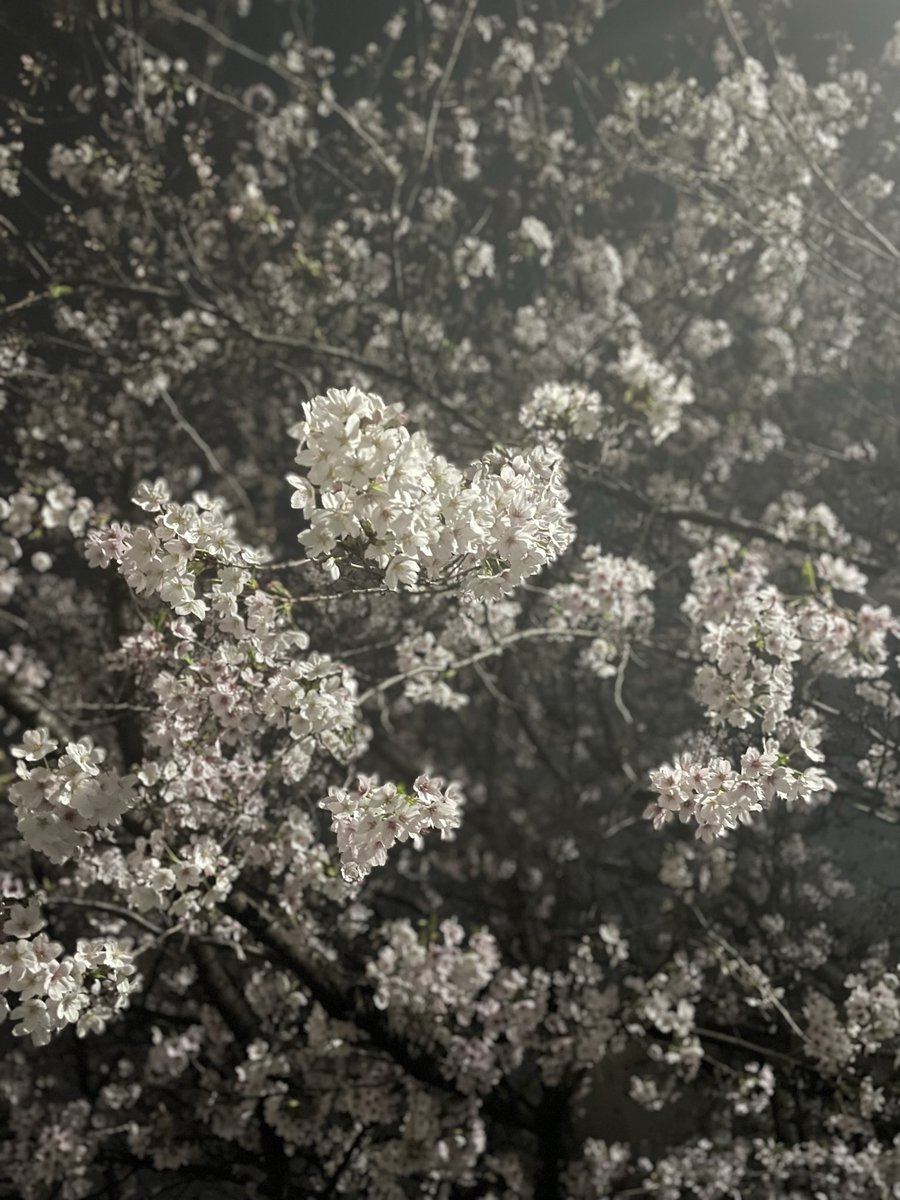 シモンスズキ tweet media