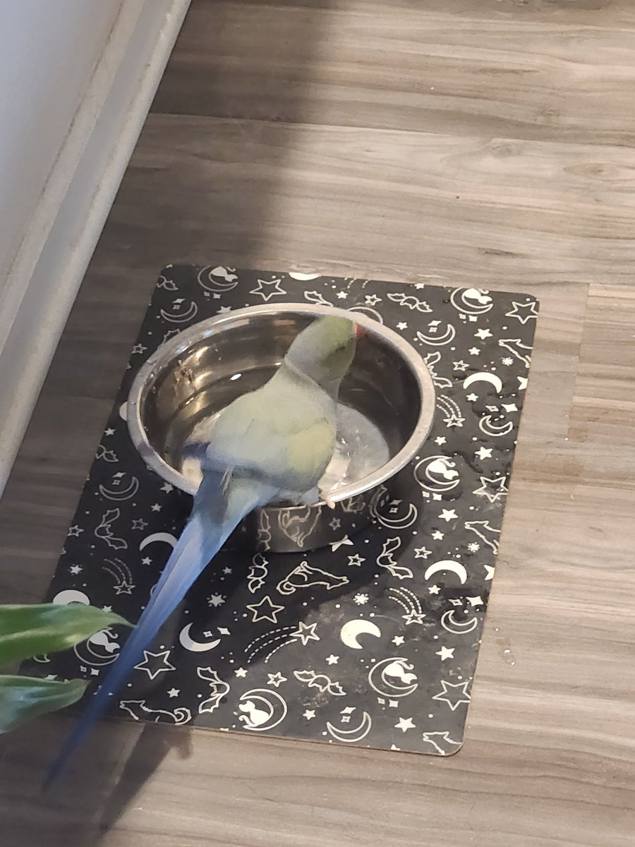 Birdman tweet media