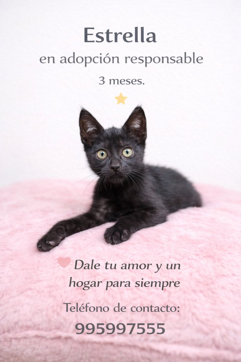 Pao Peralta 🐶 Rescatando Perritos 🇵🇪 tweet media