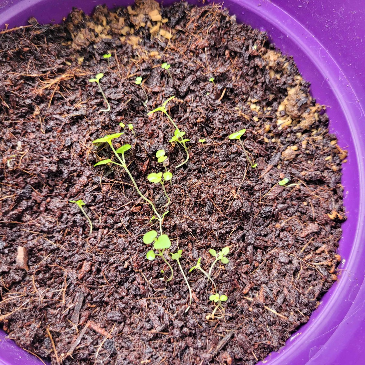 Min-Morto Dodo tweet media