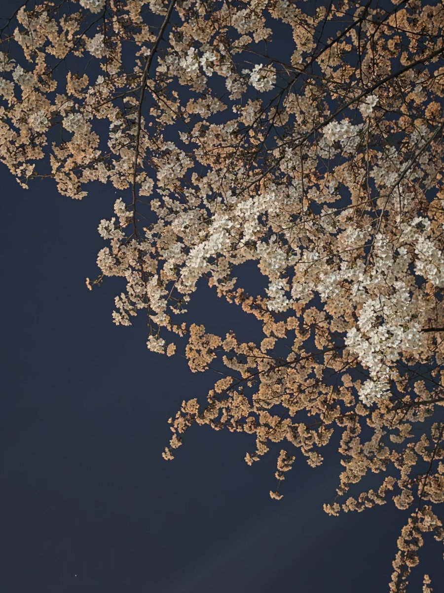 le sserafim pics tweet media