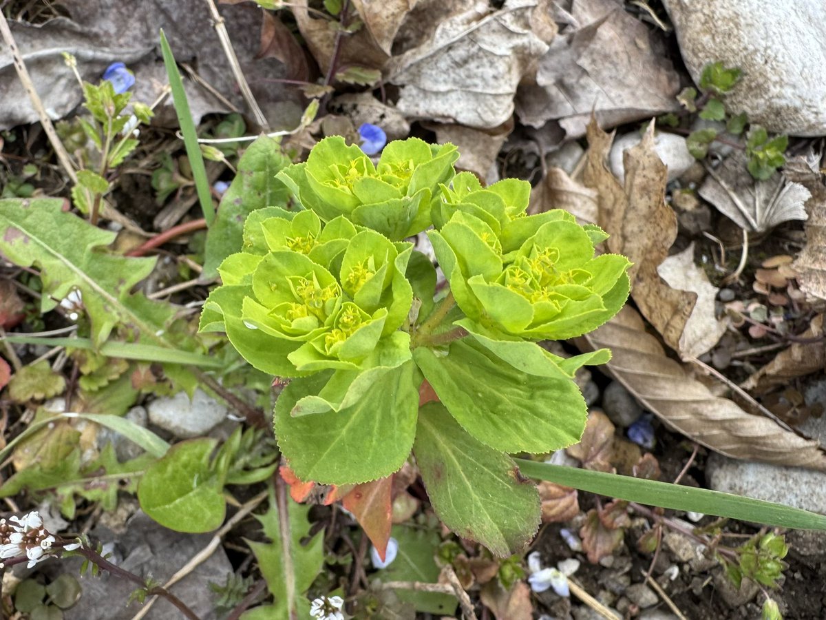 Eva-Maria tweet media