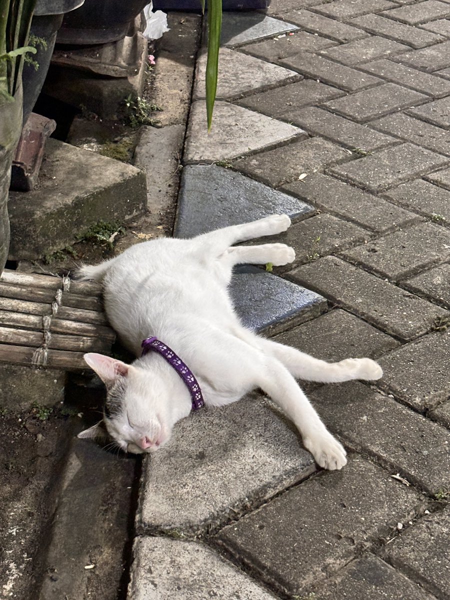 ☆ viona tweet media