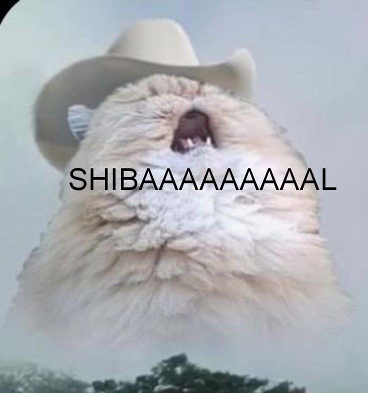 sophie ☆彡 tweet media