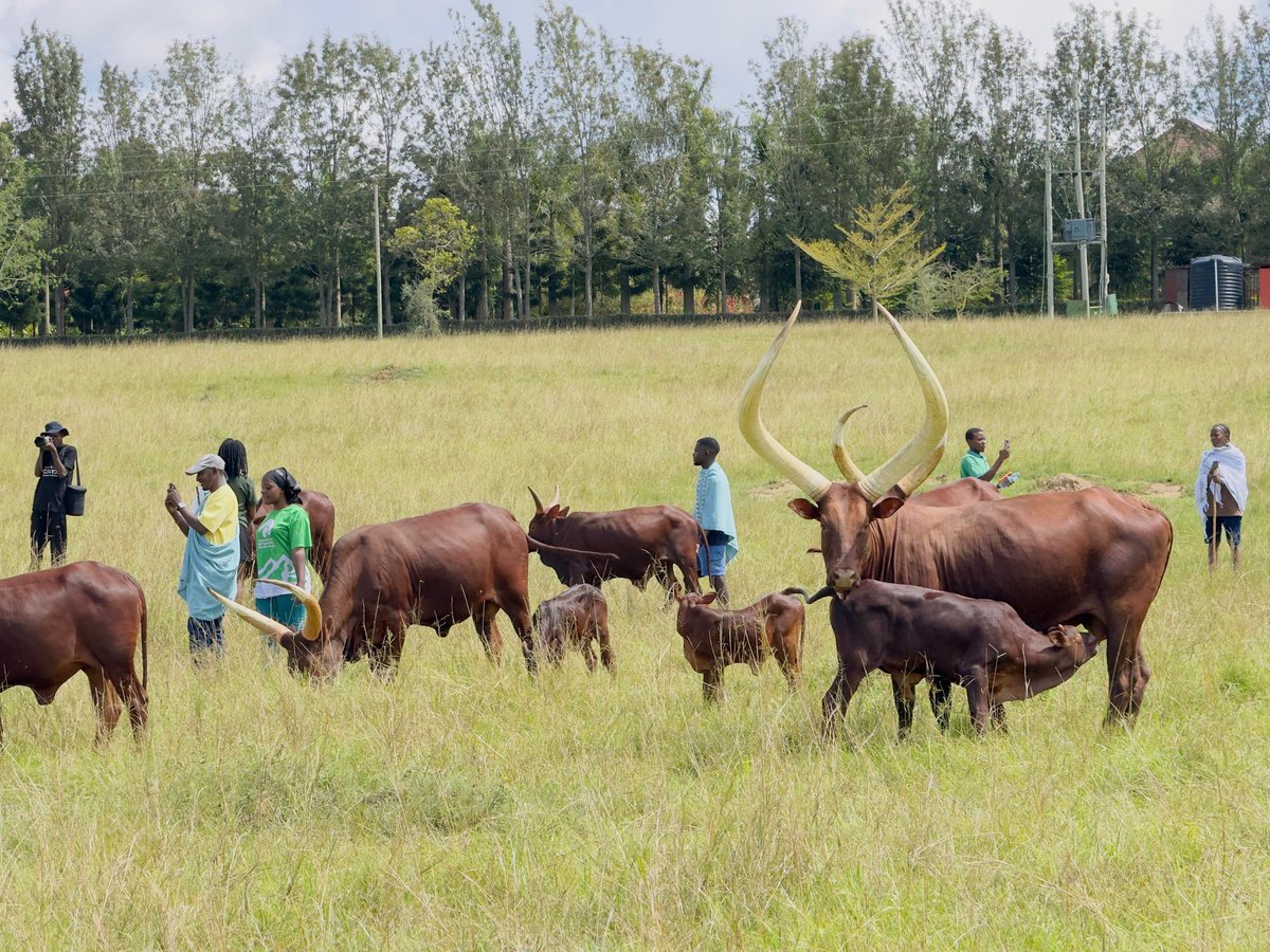 Naswifu safari guide🇺🇬 tweet media
