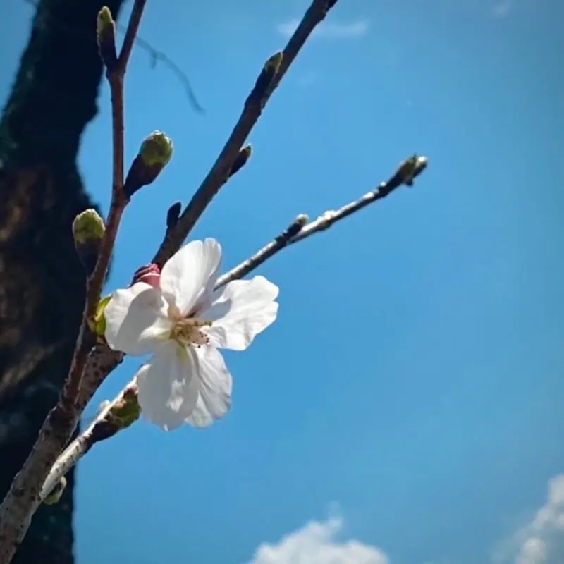 りとるばいりとる@自転車日本一周音楽旅中‼️ tweet media