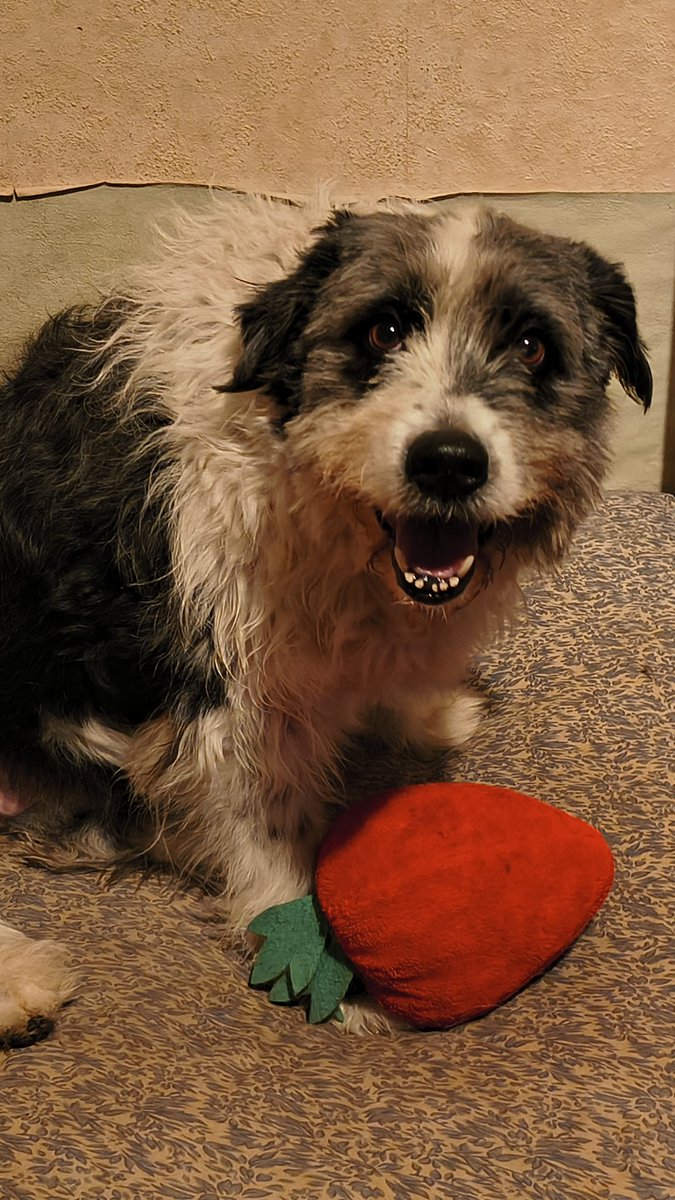 Bartosz TrueFellaski 🇪🇺 🇫🇷 🇵🇱 🤝 🇺🇦 tweet media