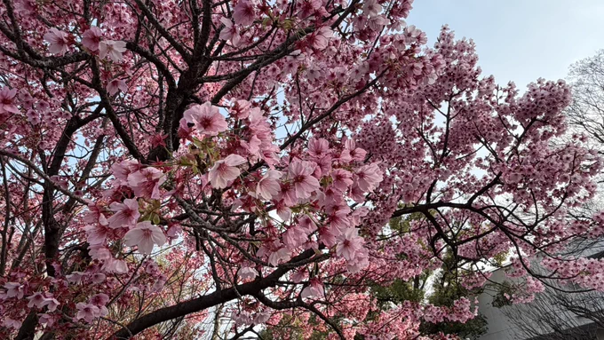 上野公園の桜、満開でした ※都内の他の場所は3〜4分咲き。 枝垂れ桜、河津桜?満開。 いまでは上野動物園に入らないと、五重塔の足元に行けなかったのですが。 今年から、東照宮側から五重塔の足元まで無料で入れるようになりました