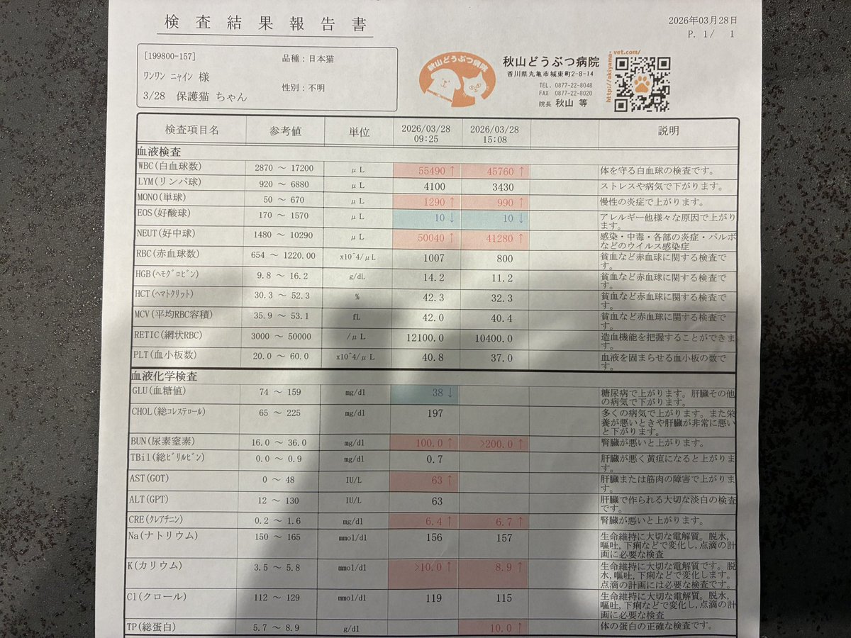 動物愛護団体ワンワンニャイン tweet media