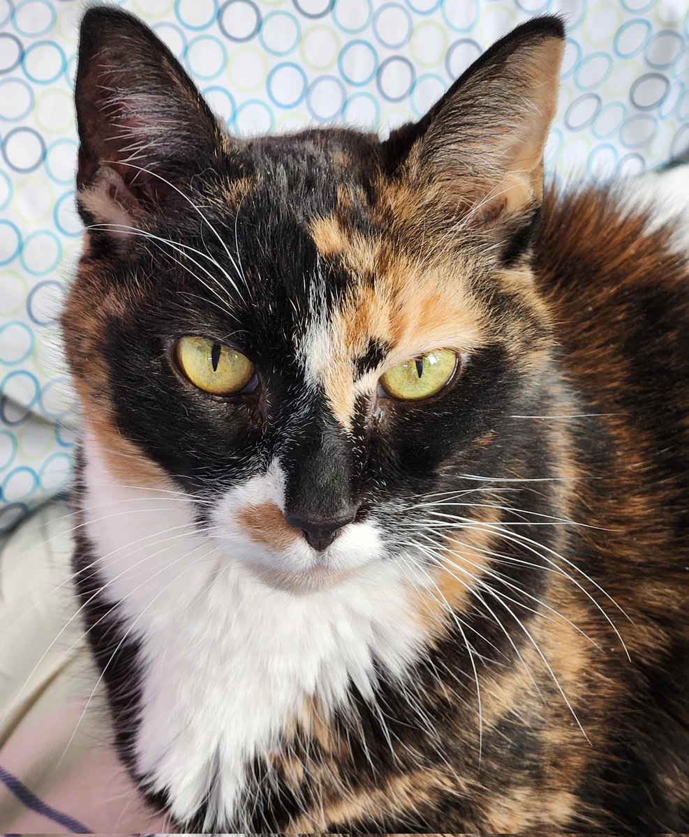 Danice (it's 'Danis' not Denise) tweet media