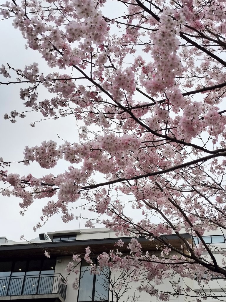 江戸屋猫九 tweet media