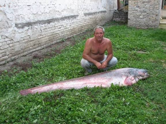 Фирга поново јаше tweet media