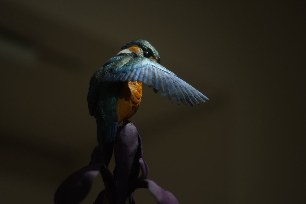 FUKUDA Toru 福田 亨 tweet media