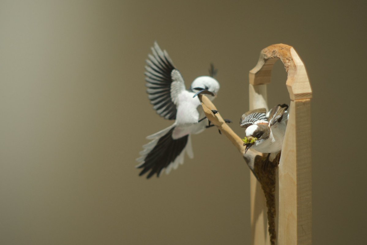 FUKUDA Toru 福田 亨 tweet media