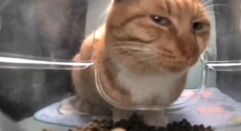 구독아님트친소 갱생아무 tweet media