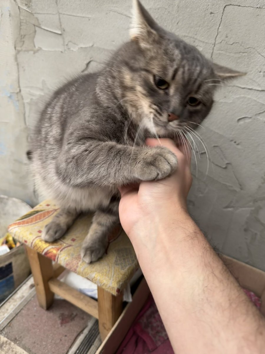 Друже Каплан tweet media