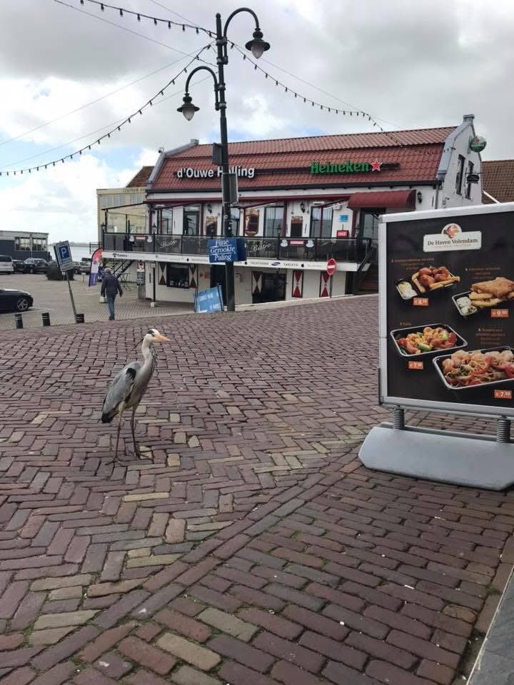 Edward Veerman tweet media