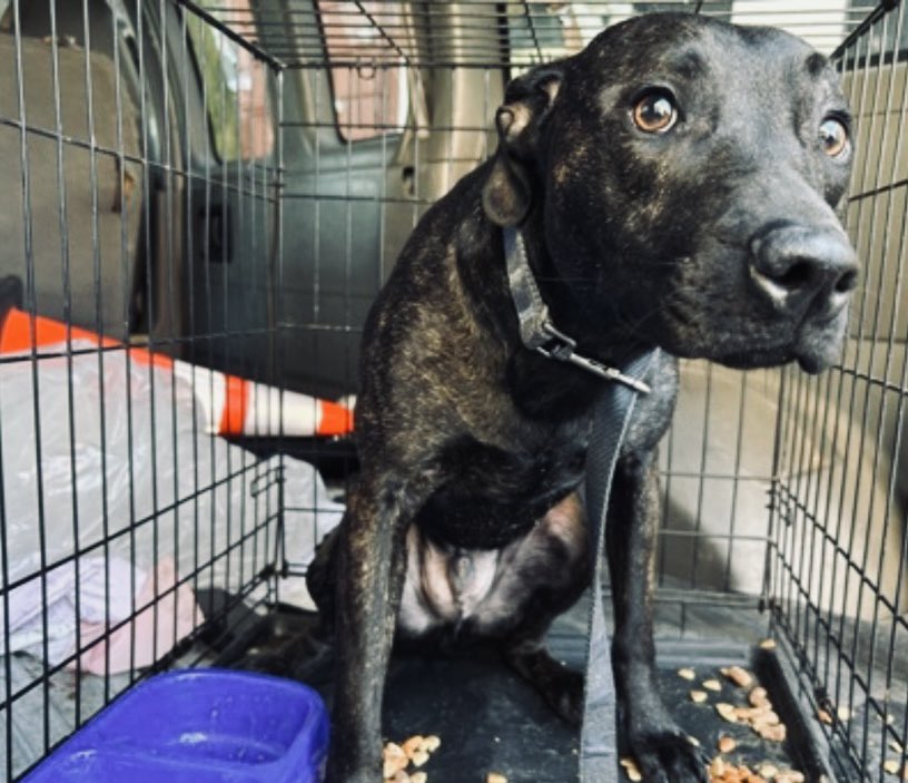 Moishe's Mom tweet media