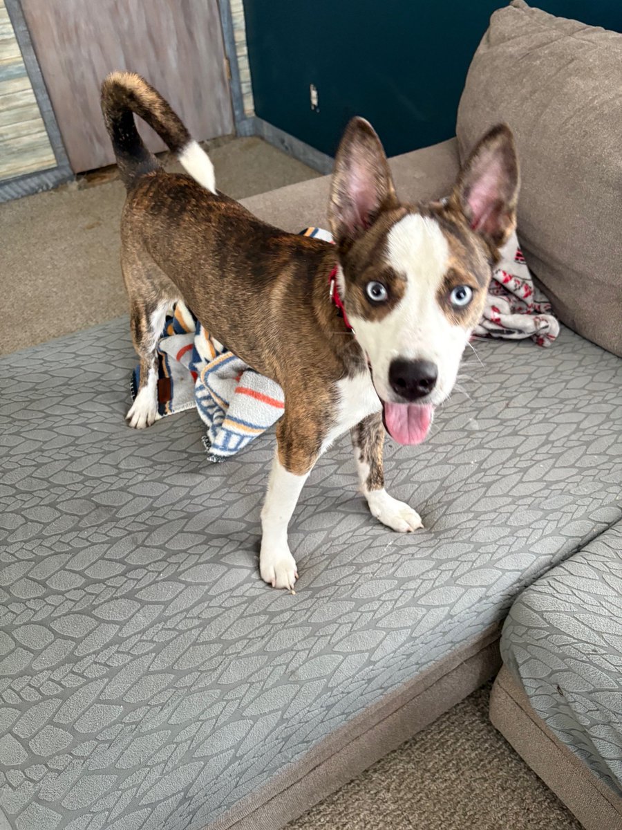 Pound Hounds ResQ tweet media