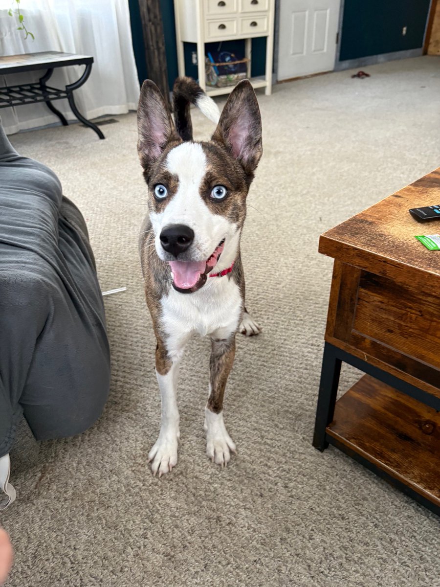 Pound Hounds ResQ tweet media