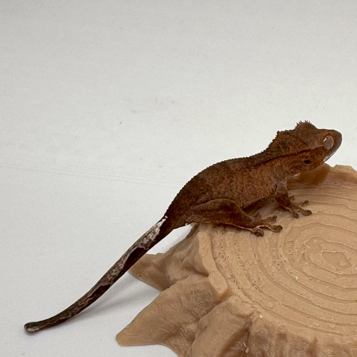RadEye_reptiles's tweet image. ファントムカプチーノhetアザンティック
E:2025.11.4→H:2026.2.10
#Phantom 
#Cappuccino 
#Axanthic 
#RadEye