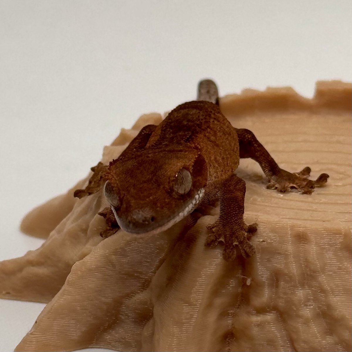 RadEye_reptiles's tweet image. ファントムカプチーノhetアザンティック
E:2025.11.4→H:2026.2.10
#Phantom 
#Cappuccino 
#Axanthic 
#RadEye