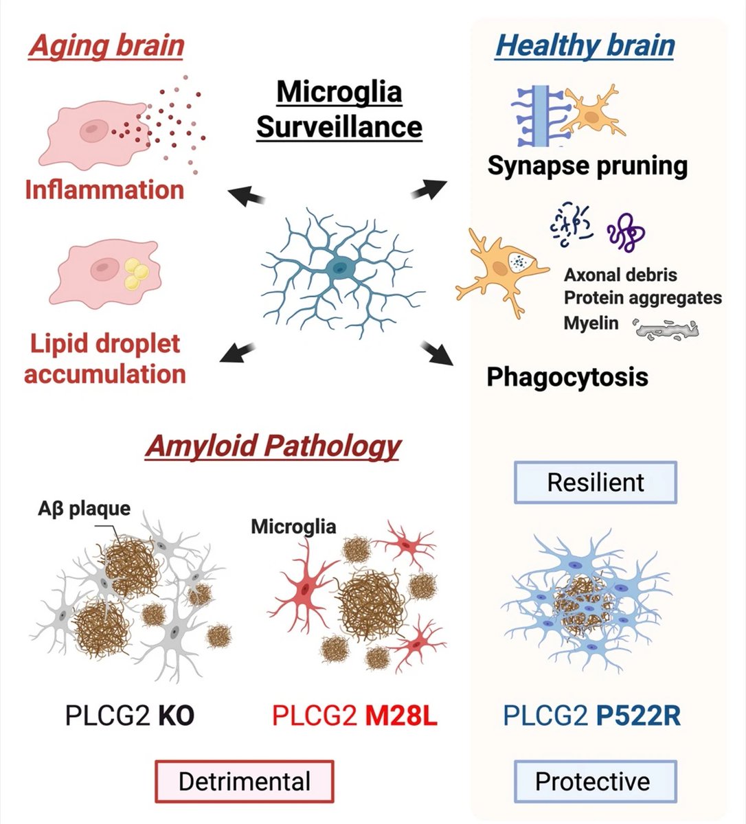 Molecular Neurodegeneration tweet media