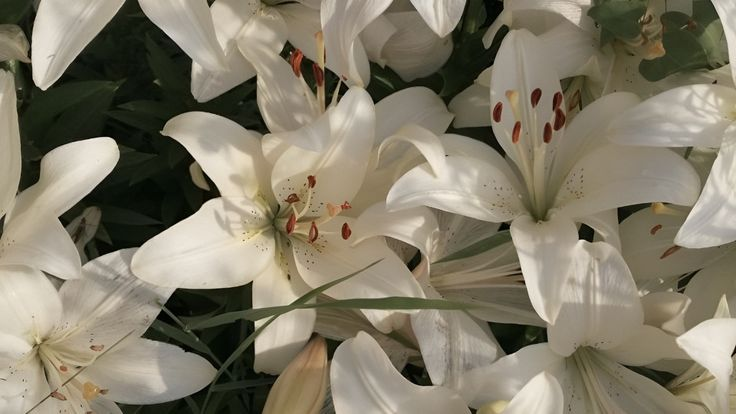 Maymay The Piggy🐷 tweet media