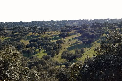 ElPardo_Madrid tweet media