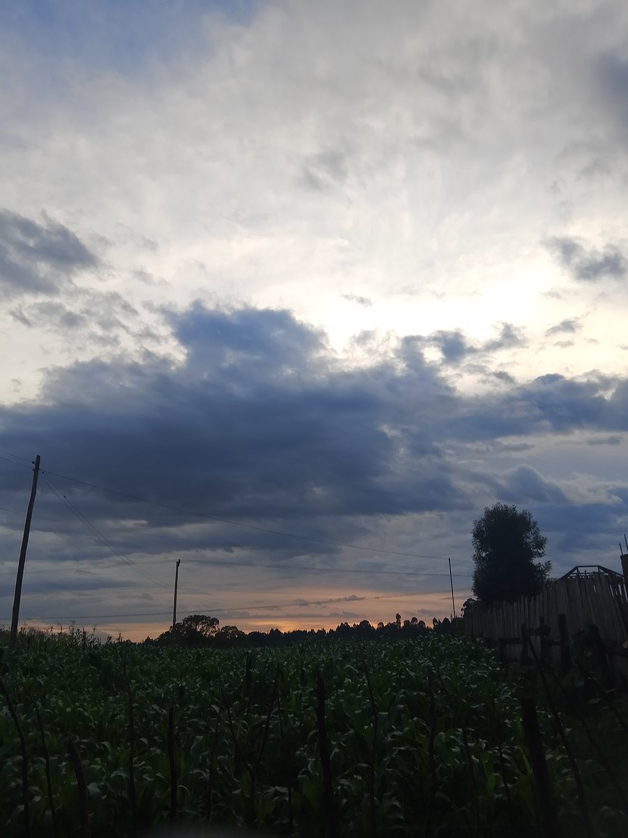 CHEQUEMATE 🥭 tweet media