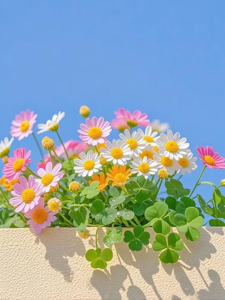 The floral diary (@captured_scenes) on Twitter photo 