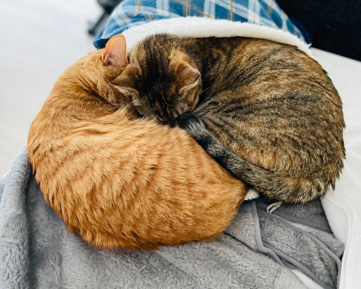 そろそろ冬布団や毛布を片付けたいのですが…🐱